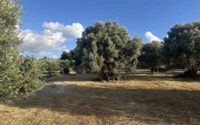 5,350 sq.m. Investment Plot in Agia Paraskevi, Rethymno
