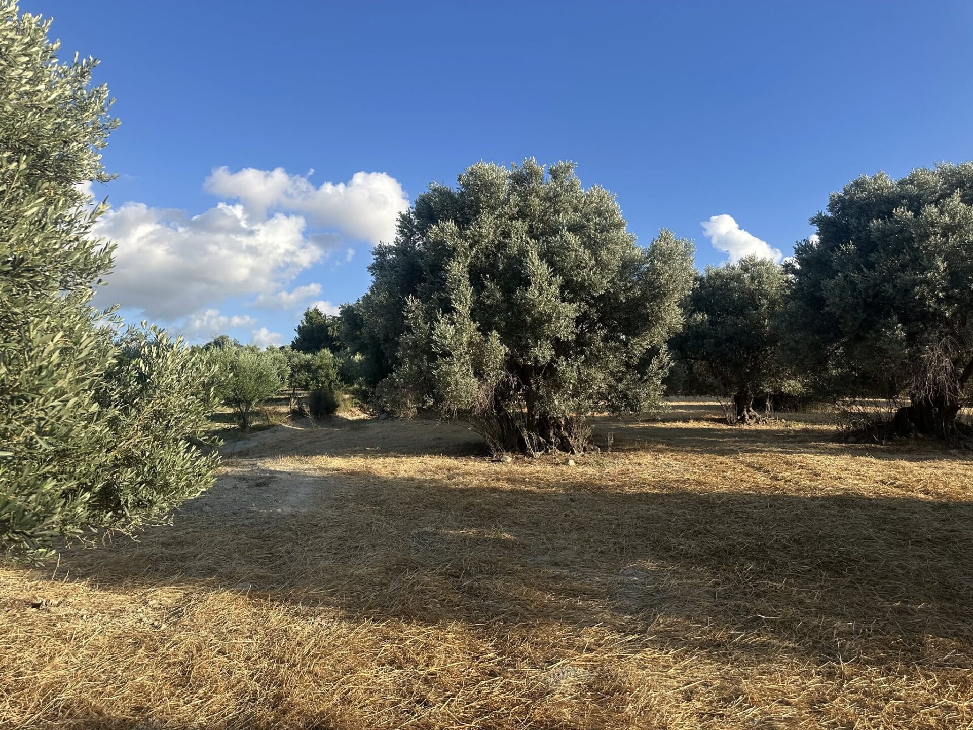 5,350 sq.m. Investment Plot in Agia Paraskevi, Rethymno